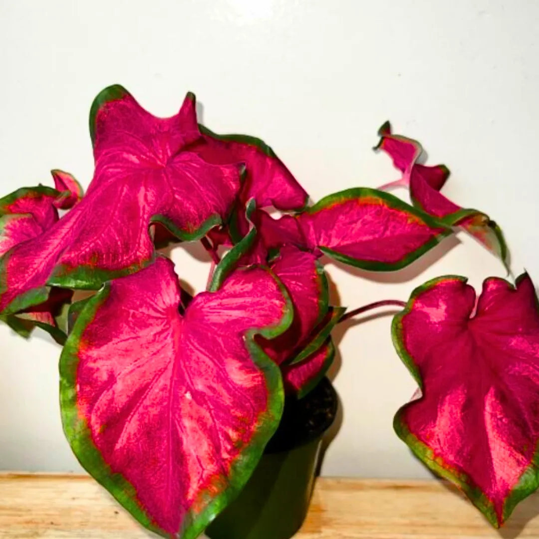 Buy Red Ruffle Caladium - Plant Online at Lalitenterprise