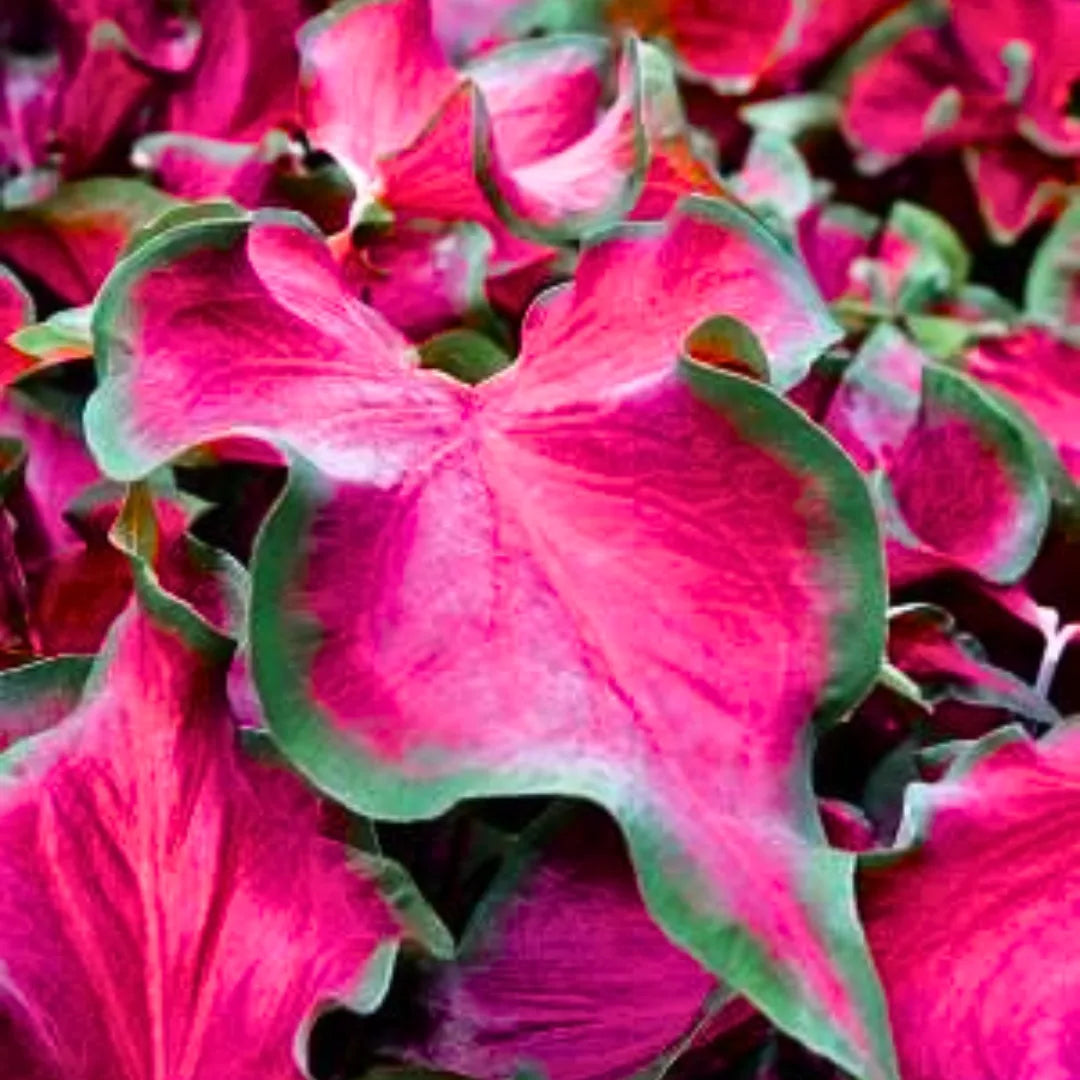Buy Red Ruffle Caladium - Plant Online at Lalitenterprise