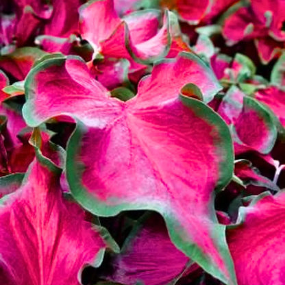Buy Red Ruffle Caladium - Plant Online at Lalitenterprise
