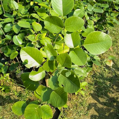 Buy Red Sandalwood - Plant Online at Lalitenterprise
