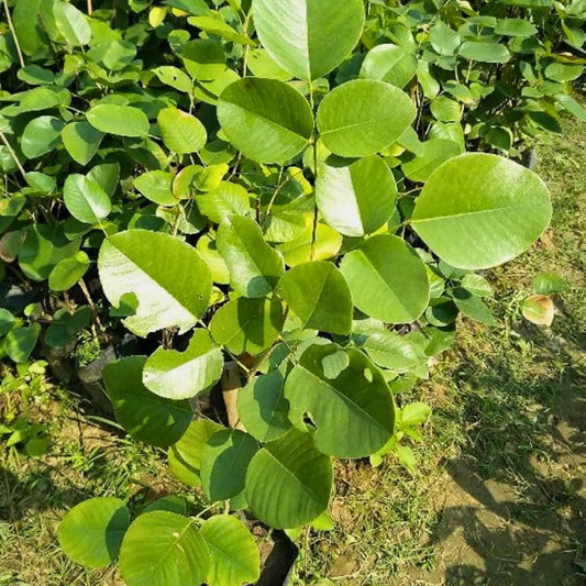 Buy Red Sandalwood - Plant Online at Lalitenterprise