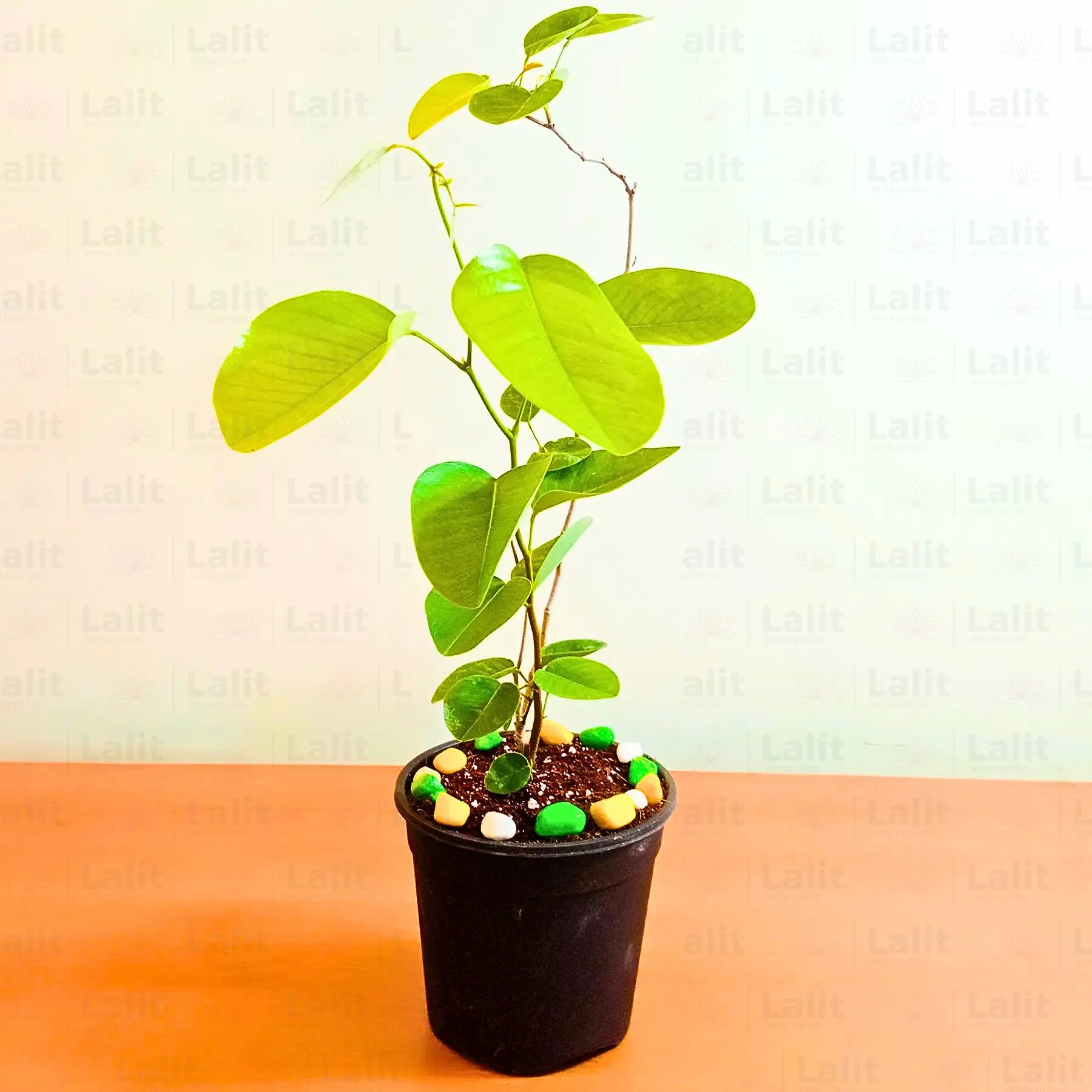 Buy Red Sandalwood (Pterocarpus Santalinus) - Plant Online at Lalitenterprise