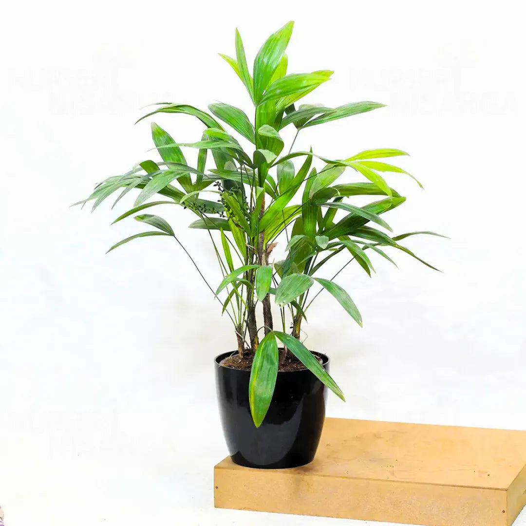 Buy Rhapis Excelsa Dwarf (Broadleaf Lady Palm or Bamboo Palm) - Plant Online at Lalitenterprise