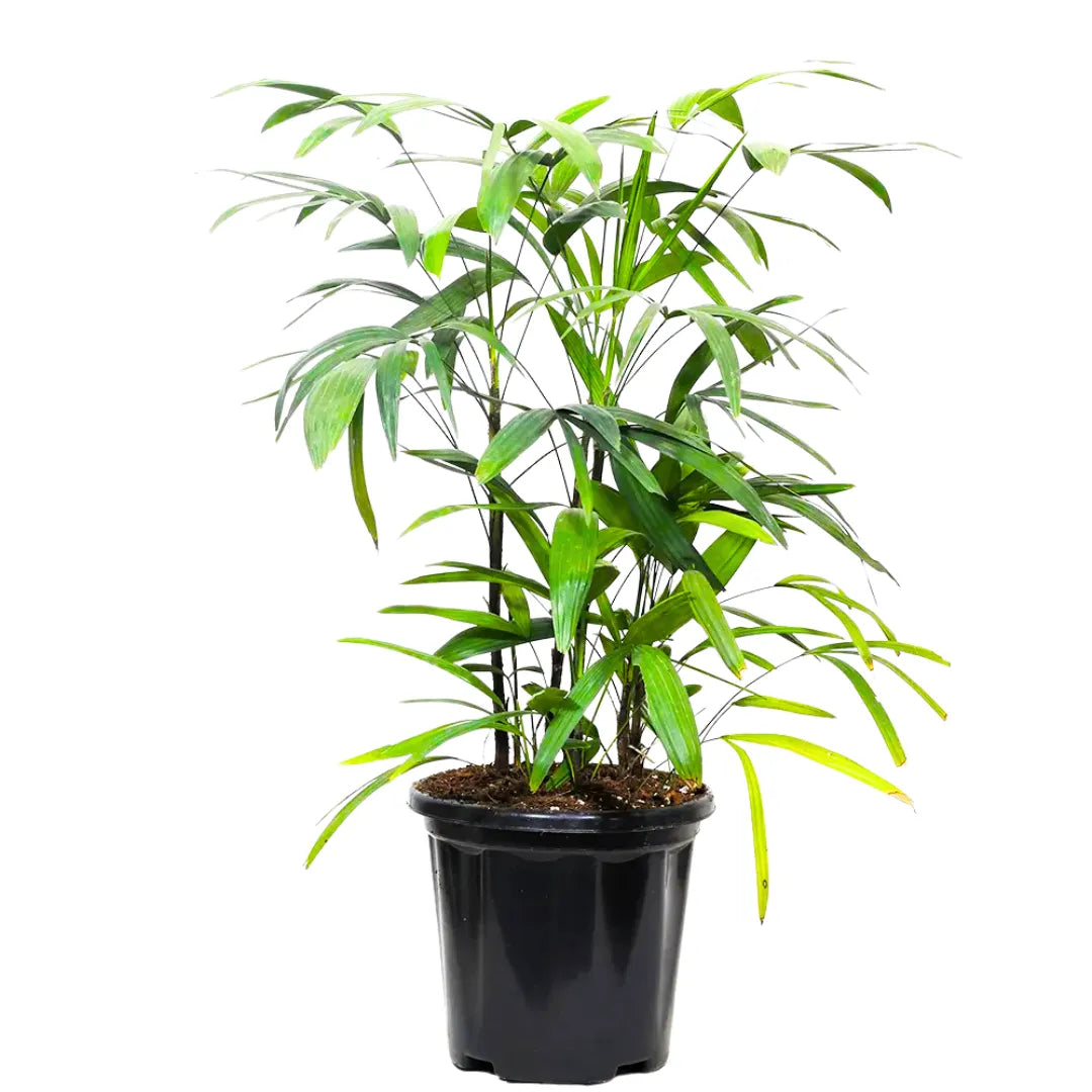 Buy Broadleaf Lady Palm - Plant Online at Lalitenterprise