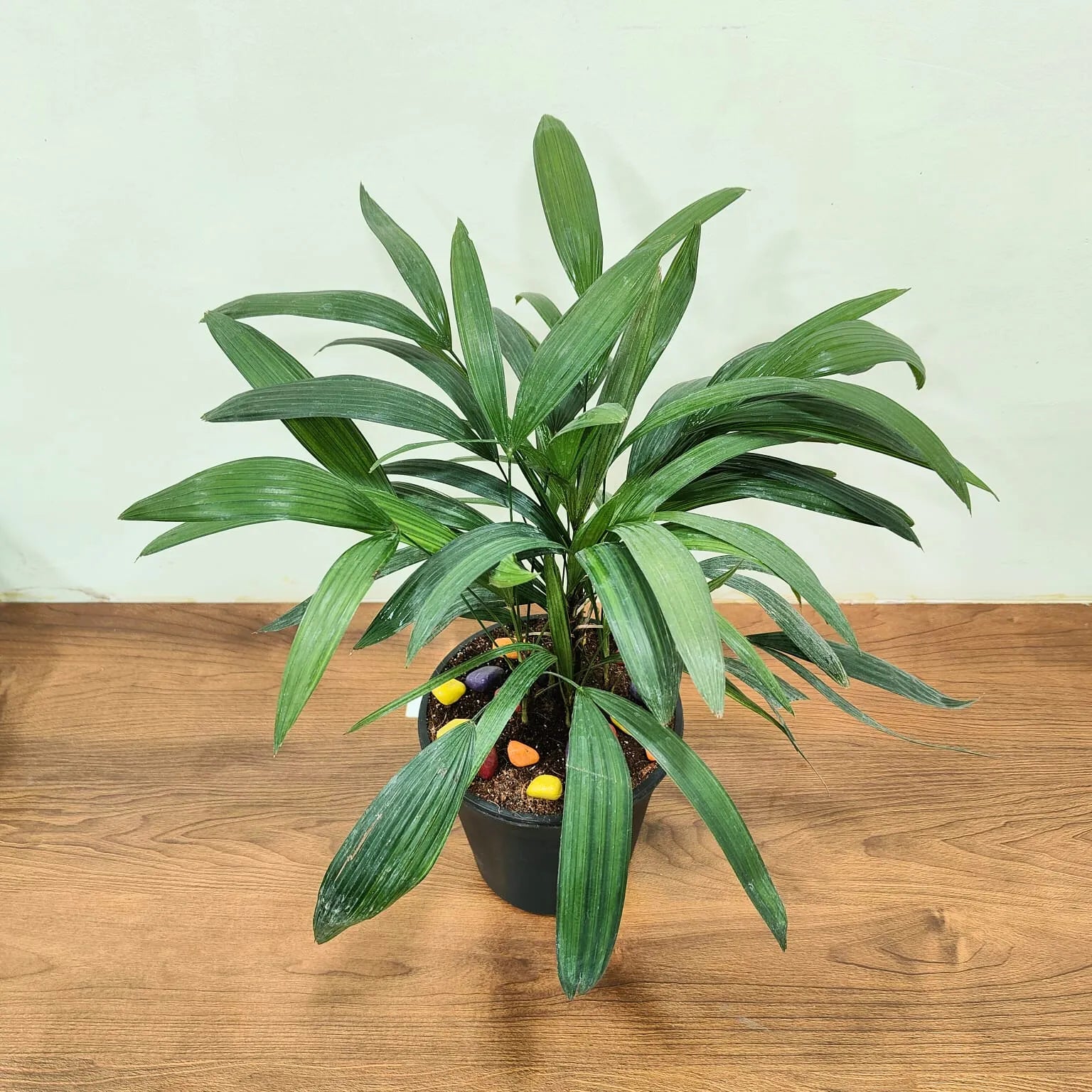 Buy Broadleaf lady palm  Online at Lalitenterprise