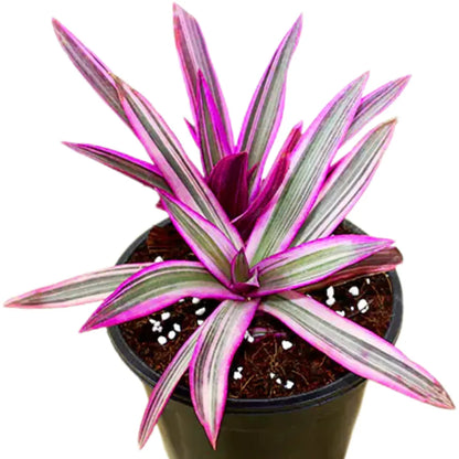 Buy Rhoeo Variegated - Plant Online at Lalitenterprise