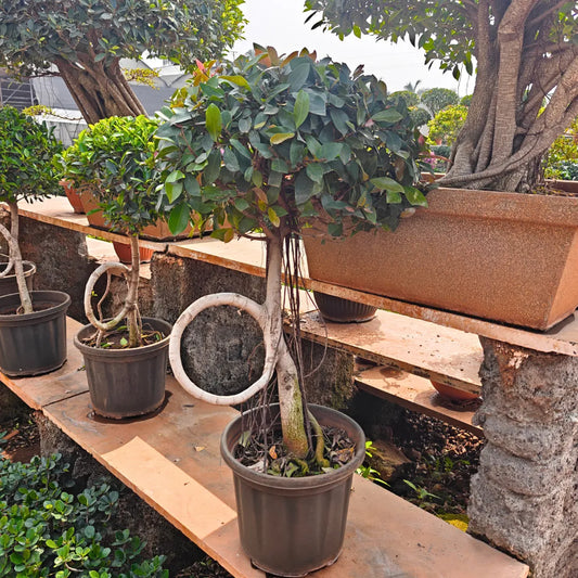 Buy Ring shaped Ficus - Plant Online at Lalitenterprise