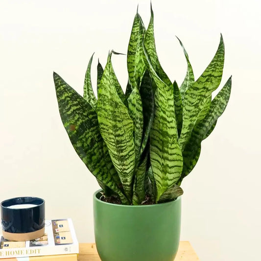 Buy Sansevieria 'Futura Robusta' | Robust Snake Plant Online at Lalitenterprise