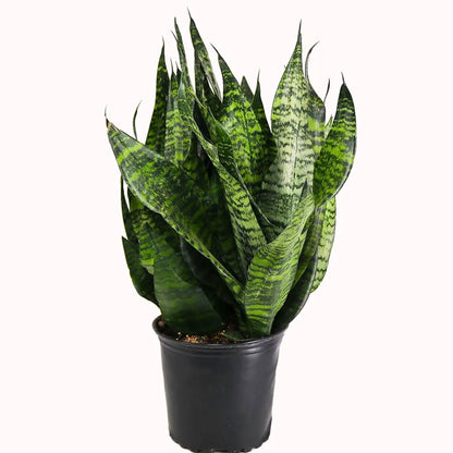 Buy Robust Snake Plant Online at Lalitenterprise