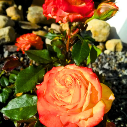 Buy Rose "Rosa Charisma" - Plant Orange Online at Lalitenterprise