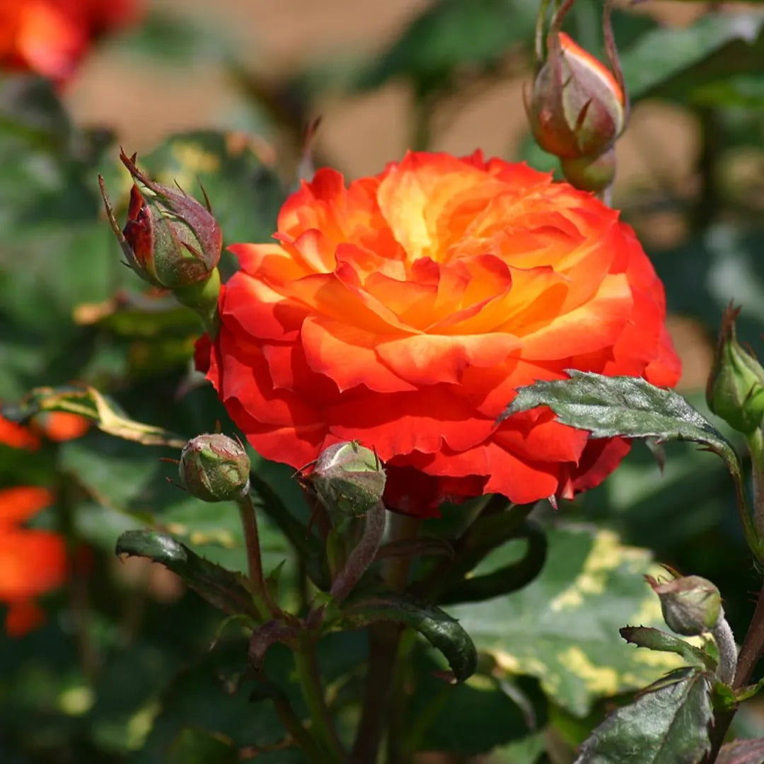 Buy Rose "Rosa Charisma" - Plant Orange Online at Laltenterprise