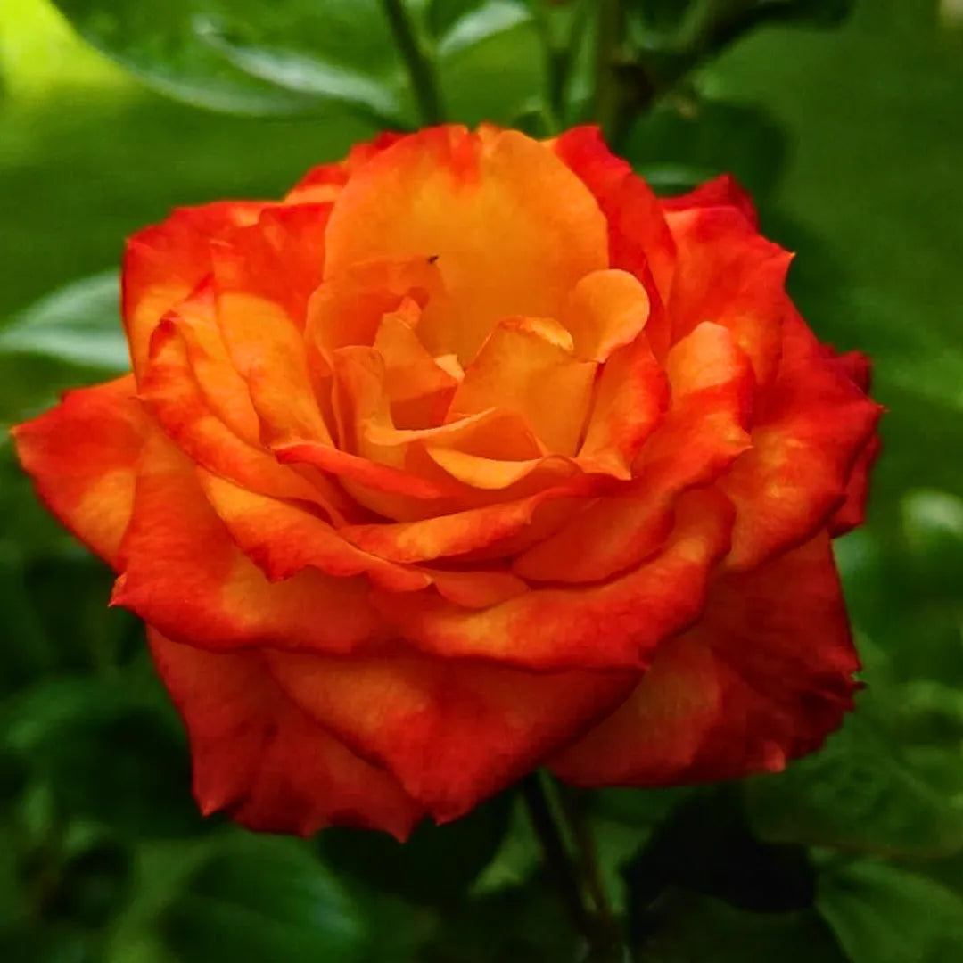 Buy Rose "Rosa Charisma" - Plant Online at Lalitenterprise