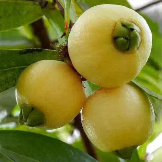Buy Rose Apple (Syzygium Jambos) - Plant Online at Llaitenterprise