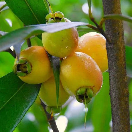 Buy Rose Apple (Syzygium Jambos) - Plant Online at Llaitenterprise