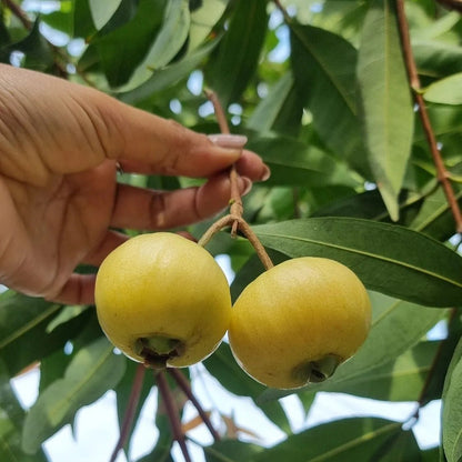 Buy Rose Apple (Syzygium Jambos) - Plant Online at Llaitenterprise