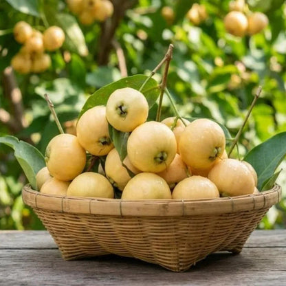 Buy Rose Apple (Syzygium Jambos) - Plant Online at Llaitenterprise
