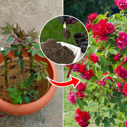 Buy Rose Food Fertilizer for Rose Plant (500gms) Online at Lalitenterprise