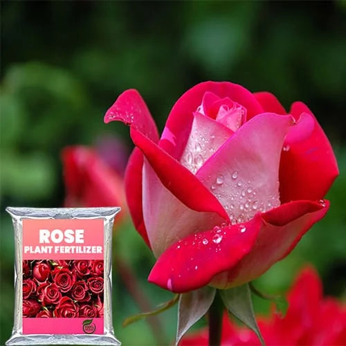 Buy Rose Food Fertilizer for Rose Plant (500gms) Online at Lalitenterprise