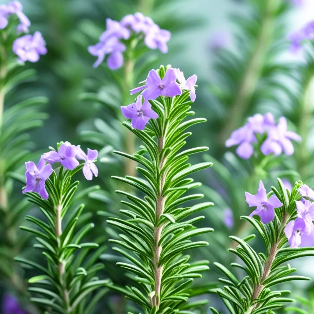 Buy Rosemary (Salvia Rosmarinus) "Officinalis" - Plant Online at Lalitenterprise