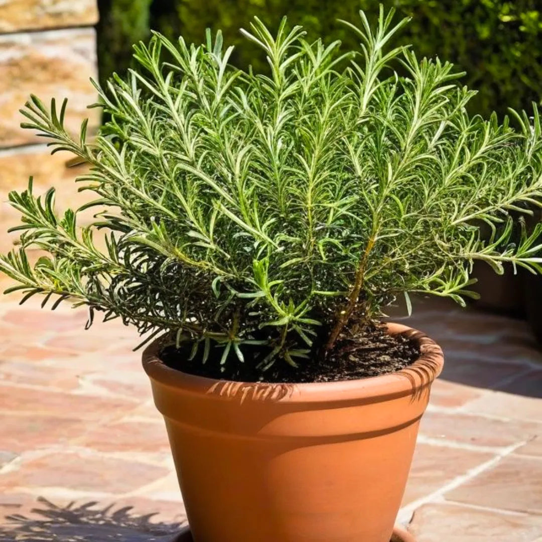 Buy Rosemary - Plant Online at Lalitenterprise