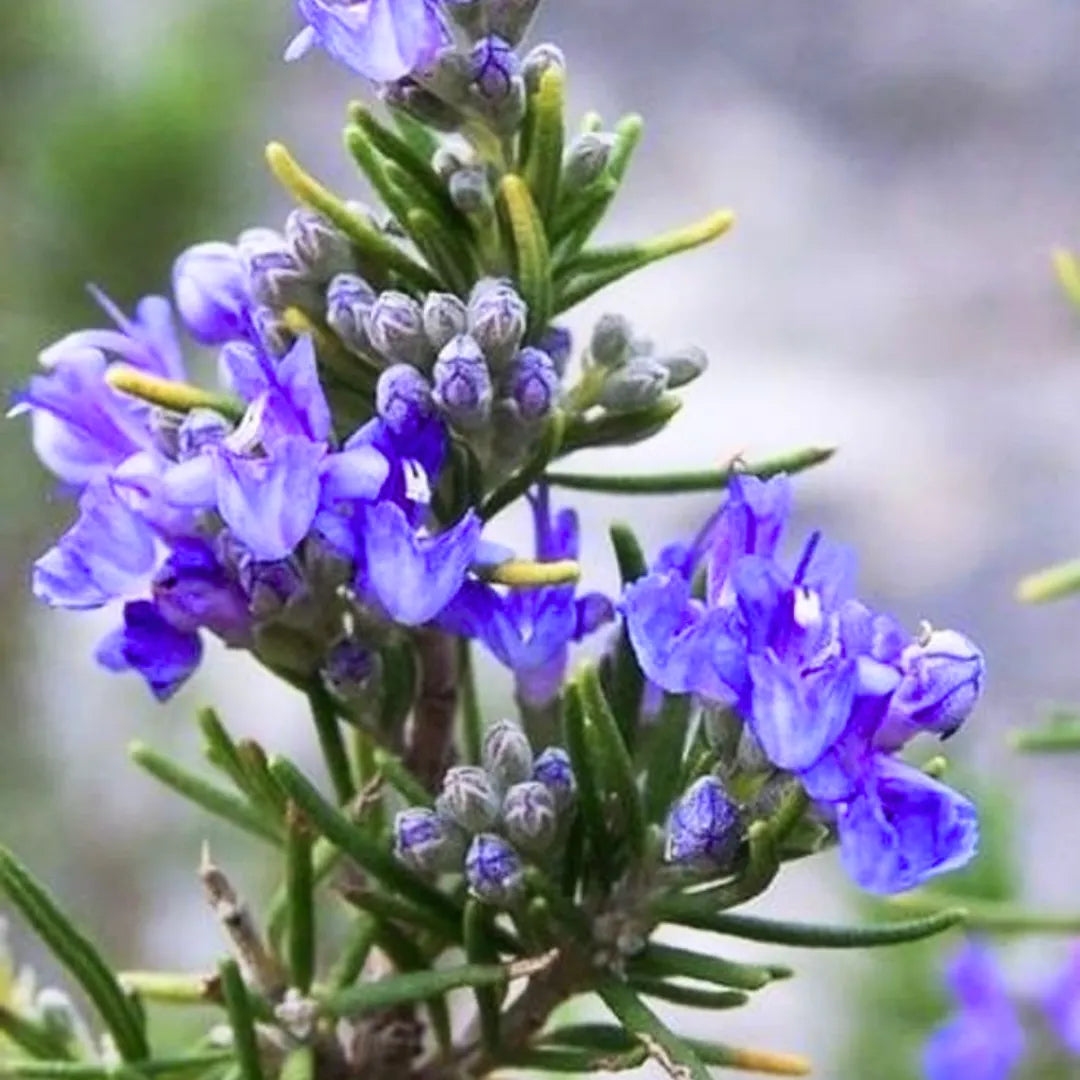 Buy Rosemary (Salvia Rosmarinus) "Officinalis" - Plant Online at Lalitenterprise
