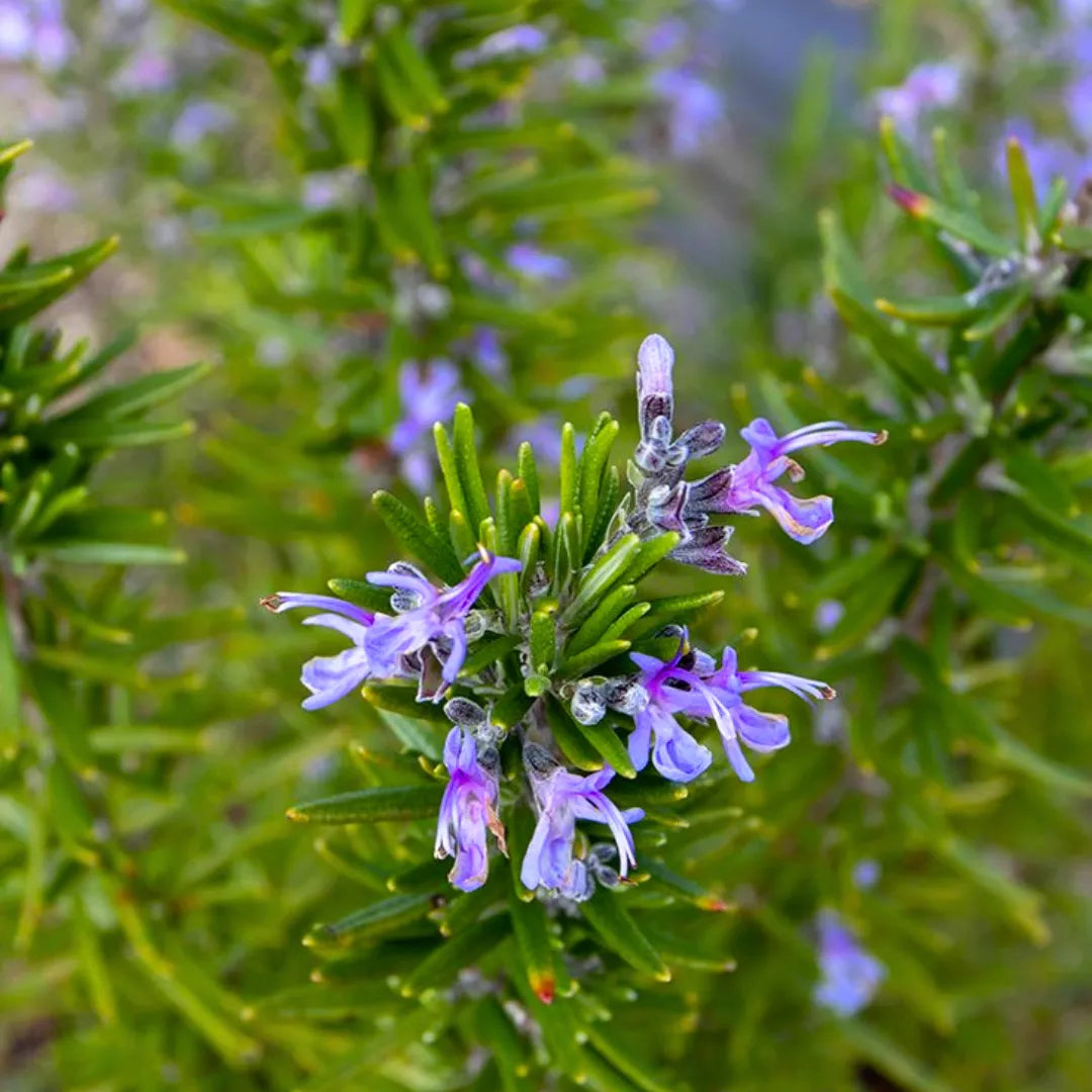 Buy Rosemary - Plant Online at Lalitenterprise