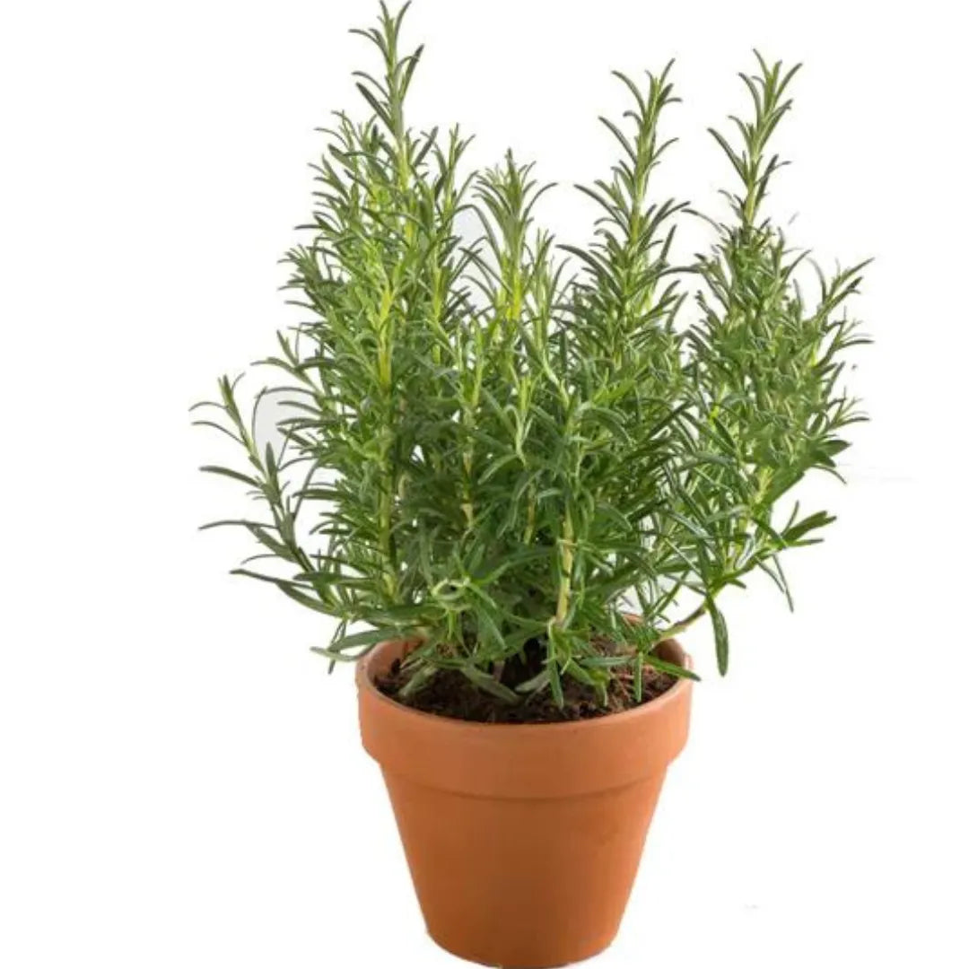 Buy Rosemary (Salvia Rosmarinus) "Officinalis" - Plant Online at Lalitenterprise