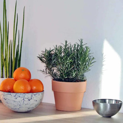 Buy Rosemary Medicinal Plant Online at Lalitenterprise