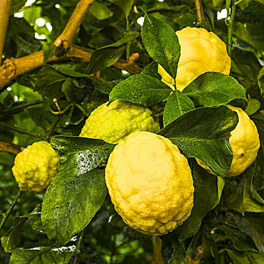 Buy Rough Lemon (Citrus Jambhiri) - Plant Online at Lalitenterprise