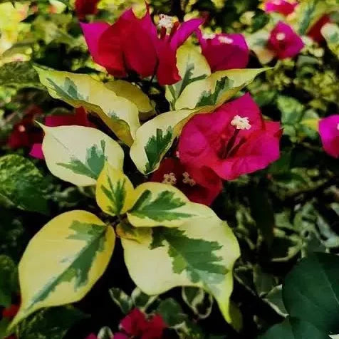 Buy Royal Dolphin Bougainvillea - Plant Online at Lalitenterprise