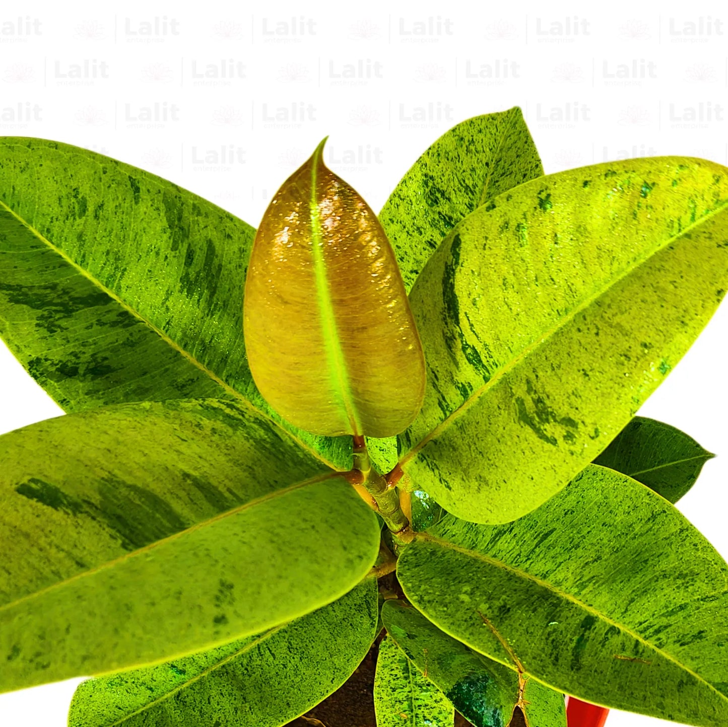 Buy Shiveriana Moonshine - Plant Online at Lalitenterprise