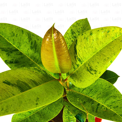 Buy Shiveriana Moonshine - Plant Online at Lalitenterprise