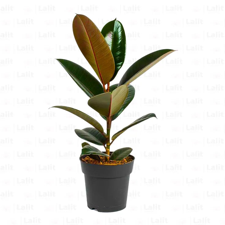 Buy Black Rubber Plant Online at Lalitenterprise