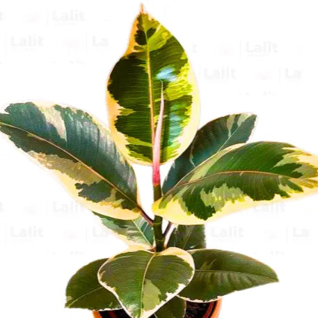Buy 'Tineke' Variegated Rubber Plant Online at Lalitenterprise
