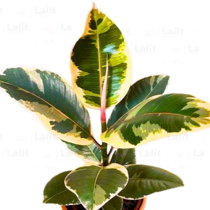 Buy 'Tineke' Variegated Rubber Plant Online at Lalitenterprise