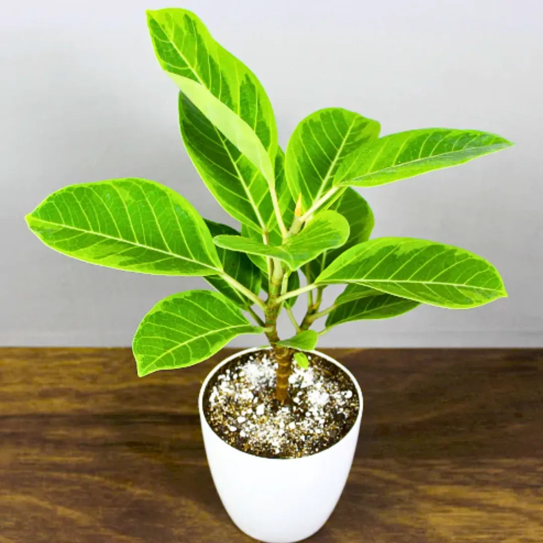 Buy Rubber Plant Variegated - Plant Online at Lalitenterprise