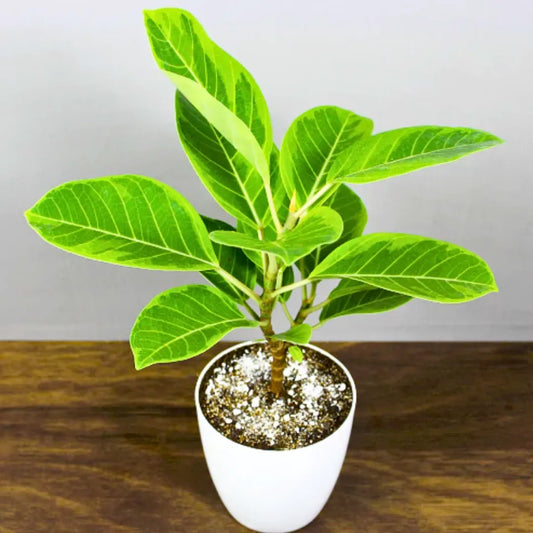 Buy Rubber Plant Variegated - Plant Online at Lalitenterprise