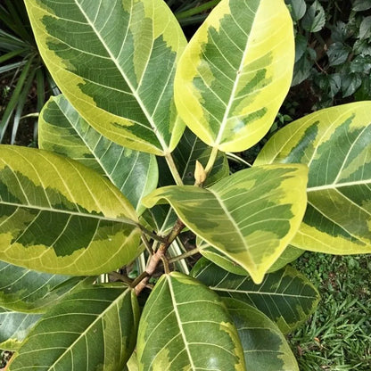 Buy Rubber Plant Variegated | Ficus Elastica 'Lemon Lime' - Plant Online at Lalitenterprise