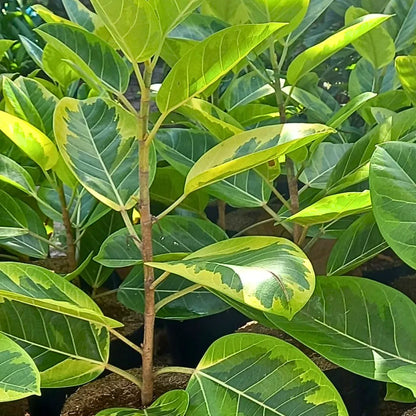 lime rubber tree Rubber Plant Variegated | Ficus Elastica 'Lemon Lime'