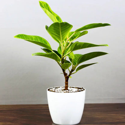 Buy Rubber Plant Variegated | Ficus Elastica 'Lemon Lime' - Plant Online at Lalitenterprise
