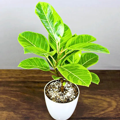 Buy Ficus Elastica 'Lemon Lime' - Plant Online at Lalitenterprise