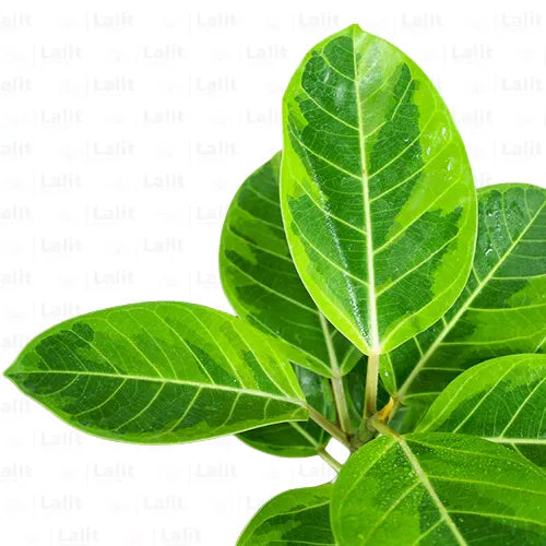 Buy Rubber Plant Variegated (Ficus Elastica) “Lemon Lime” - Plant Online at Lalitenterprise