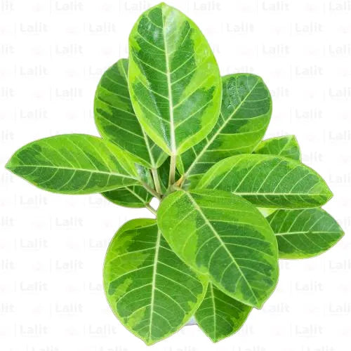 Buy Rubber Plant Variegated - Plant Online at Lalitenterprise