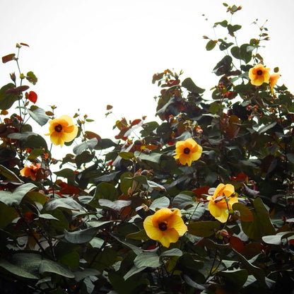 Buy Rubra Sea Hibiscus - Plant Online at Lalitenterprise