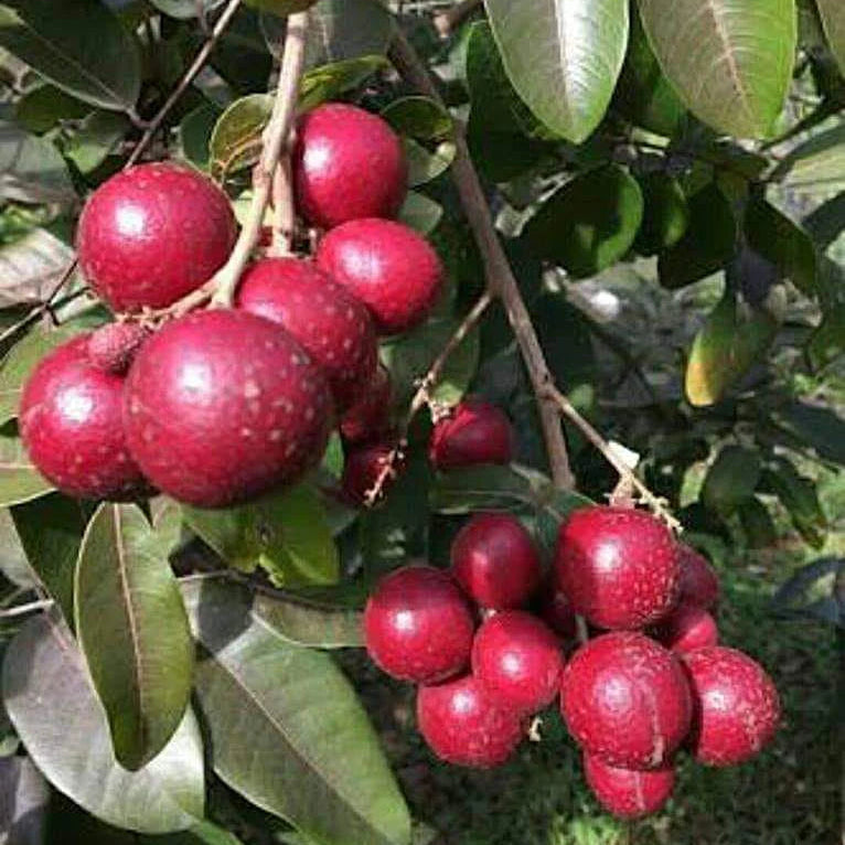 Buy Ruby Longan Fruit - Plant Online at Lalitenterprise