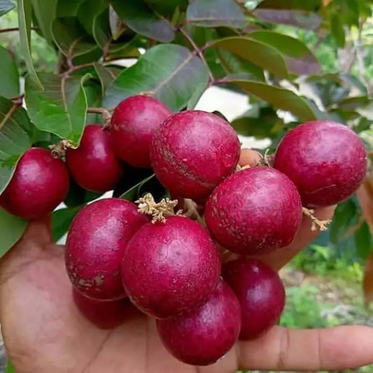 Buy Ruby Longan Fruit - Plant Online at Lalitenterprise