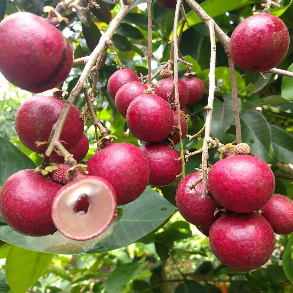 Buy Ruby Longan Fruit - Plant Online at Lalitenterprise