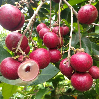 Buy Ruby Longan Fruit - Plant Online at Lalitenterprise