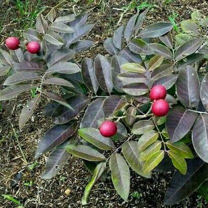 Buy Ruby Longan Fruit - Plant Online at Lalitenterprise