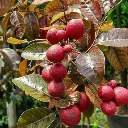 Buy Ruby Longan Fruit - Plant Online at Lalitenterprise